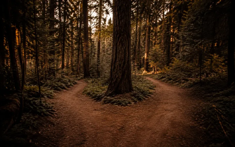 Two paths diverging around a tree in a quiet, sunlit forest.